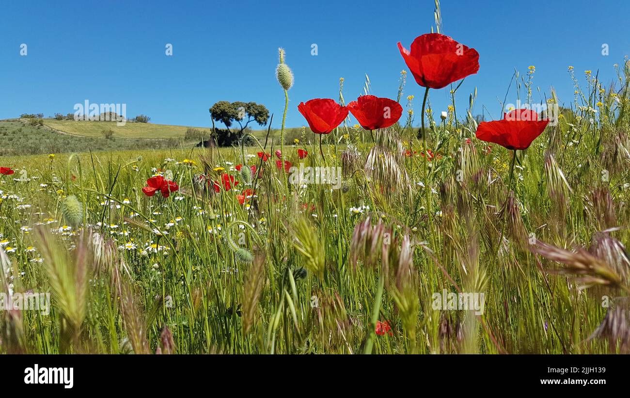 La vista dei tulipani rossi giardino nel prato verde in una giornata di sole Foto Stock
