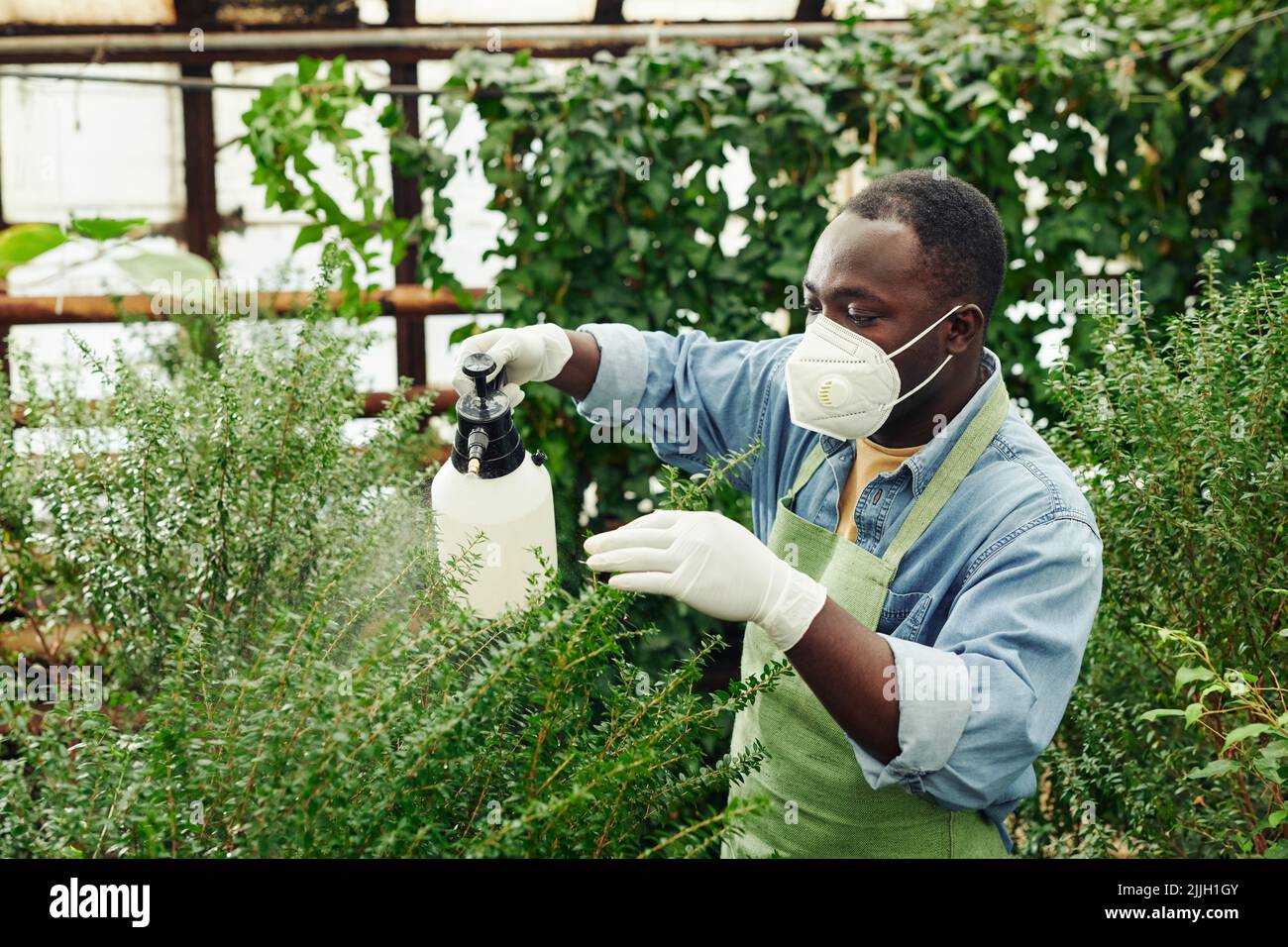 Giovane uomo nero indossare maschera protettiva che lavora in serra spruzzando piante con peste e liquido di controllo delle malattie Foto Stock