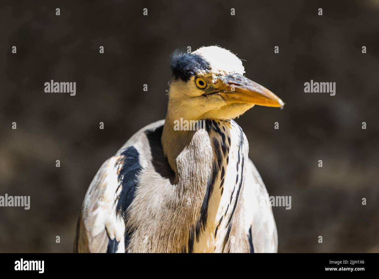 Un closeup shot di un uccello con piume bianche e un lungo becco acuto aspetto concentrato Foto Stock