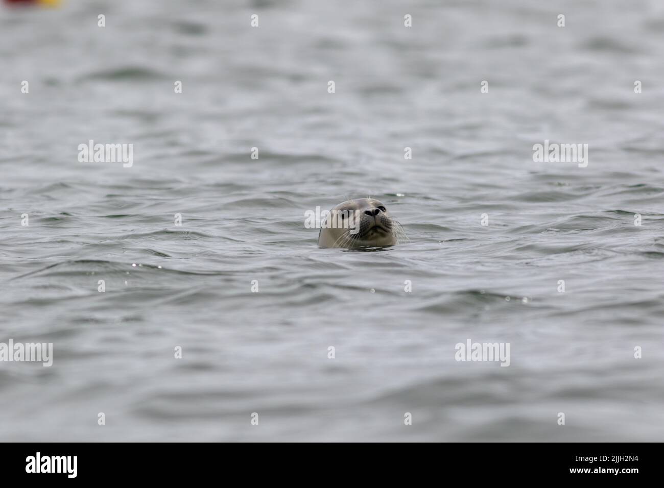 Porto Seal Pup, Phoca vitulina, in una mattinata estiva, Muscongestus Bay, Maine Foto Stock