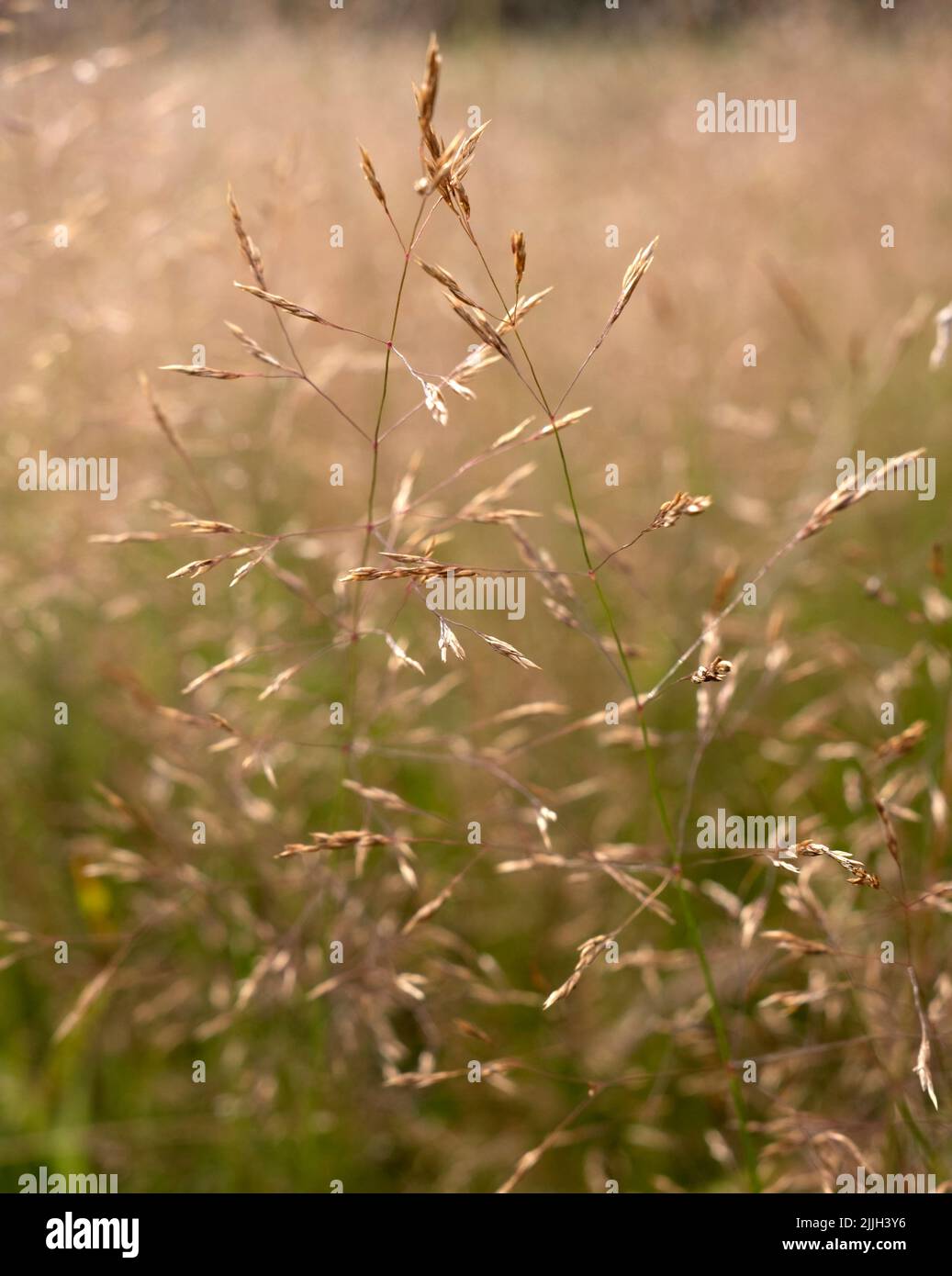 Aperto spica-venti, la sciolta Silky-piegato, comune Windgrass in primo piano Foto Stock