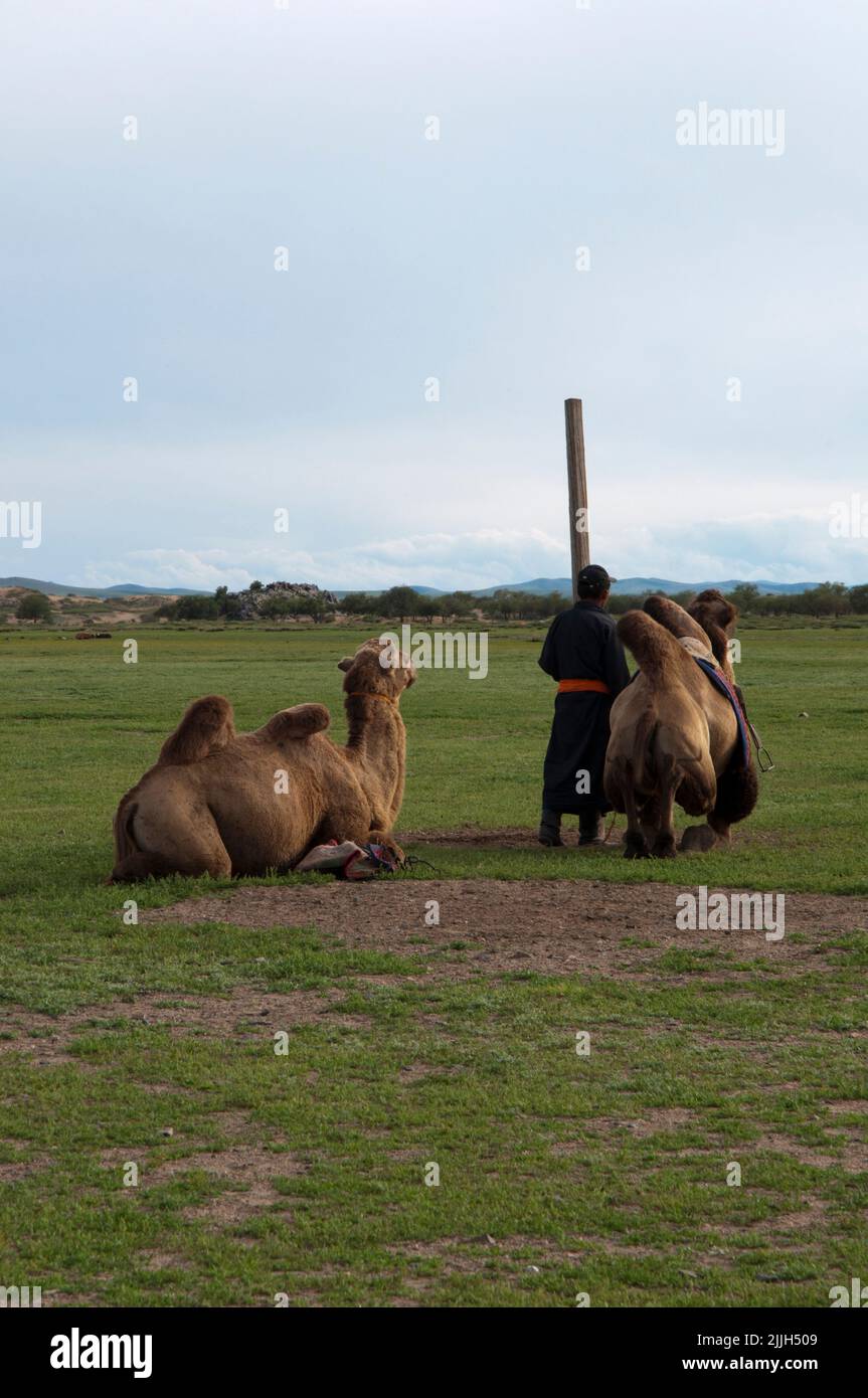 Persona irriconoscibile con abiti mongolo tradizionali e due camelus ferus su un campo. Mongolia. Asia Foto Stock