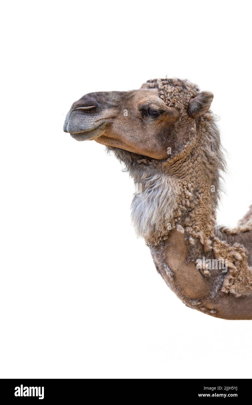 Primo piano della testa di un cammello su sfondo bianco. Cammello isolato su sfondo bianco vista laterale. Foto Stock