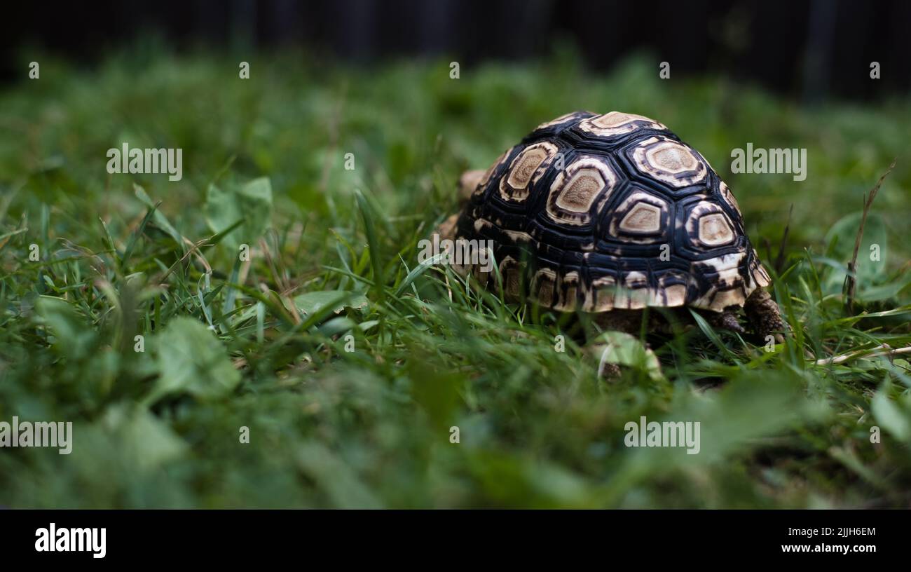 Tartaruga con guscio macchiato da dietro. Tartaruga leopardata. Foto Stock