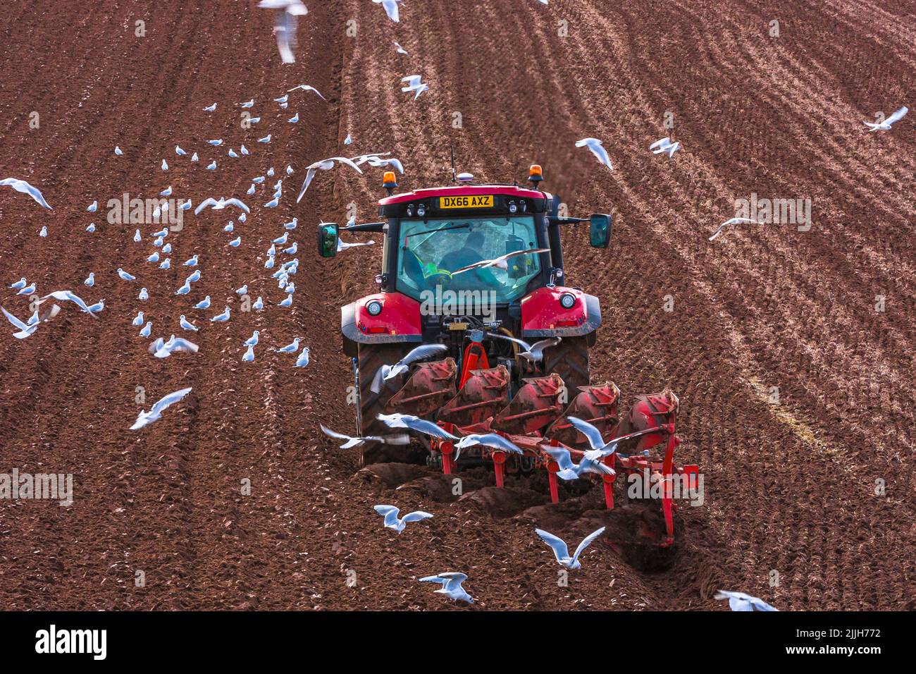 Gabbiani marini che seguono un trattore dove l'agricoltore ara la terra Foto Stock