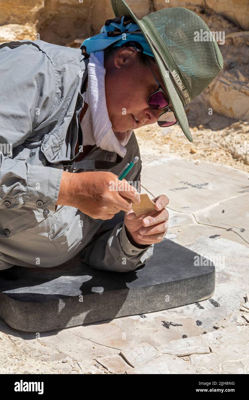 Kemmerer, Wyoming - Monumento Nazionale di Fossil Butte. Dawn Allen-Carlson, paleontologo del Park Service, scava accuratamente i fossili in una piccola cava. Foto Stock