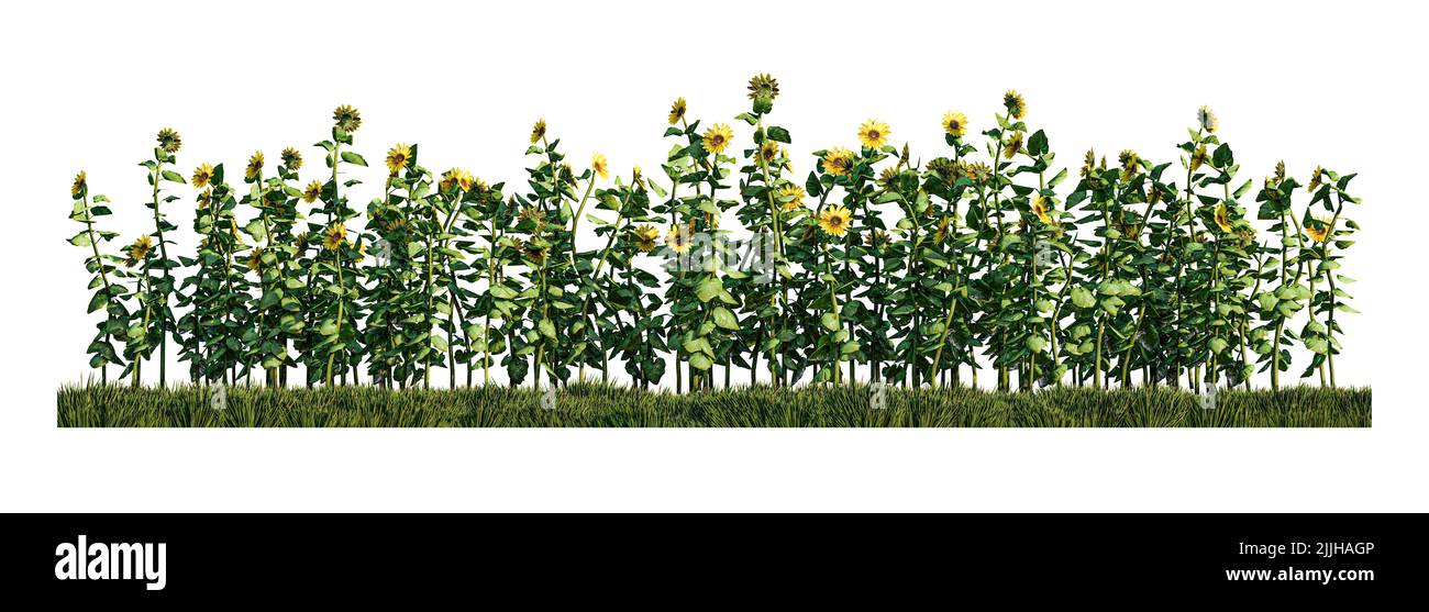 Un'immagine di rappresentazione delle piante di girasole nel campo verde dell'erba Foto Stock