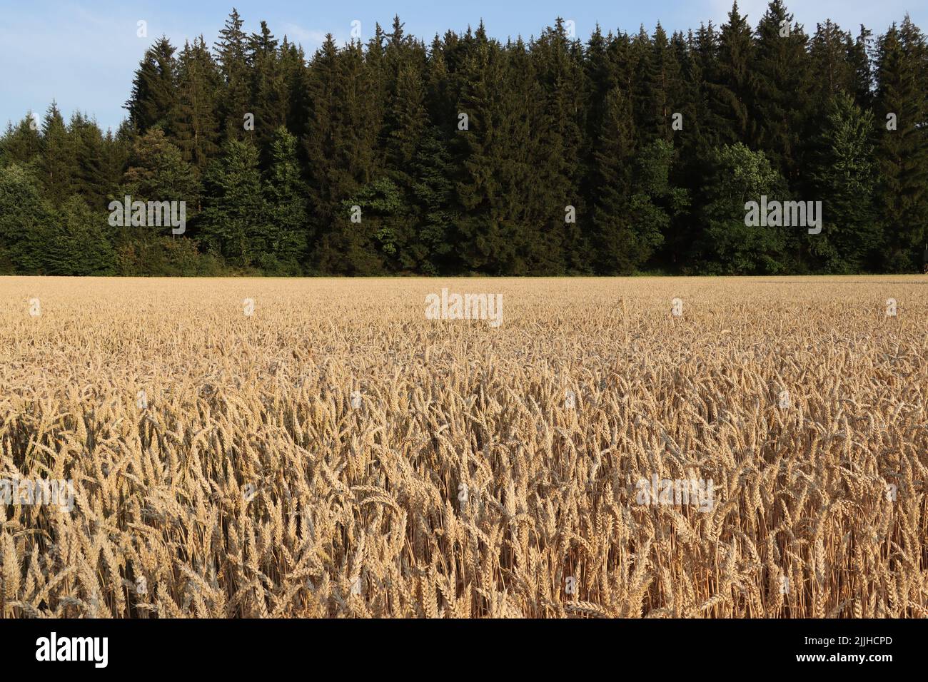 grano verde crescente alto. al tramonto ancora godendo estate con grano pieno. campo di grano situato di fronte a una foresta verde e prateria. Foto Stock