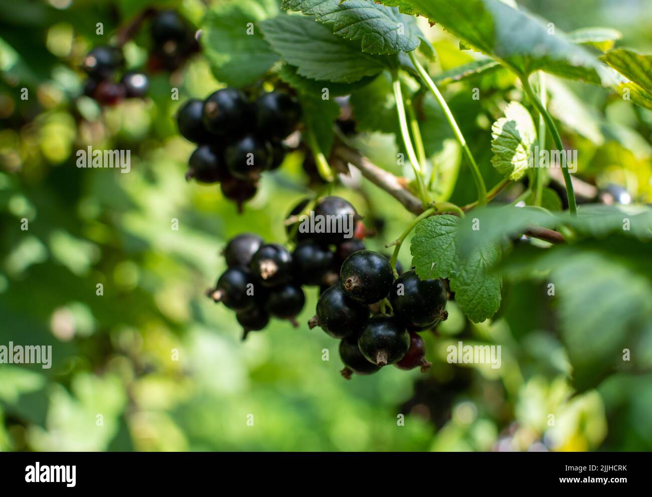 Ramo di ribes nero con molti frutti di bosco maturi Foto Stock