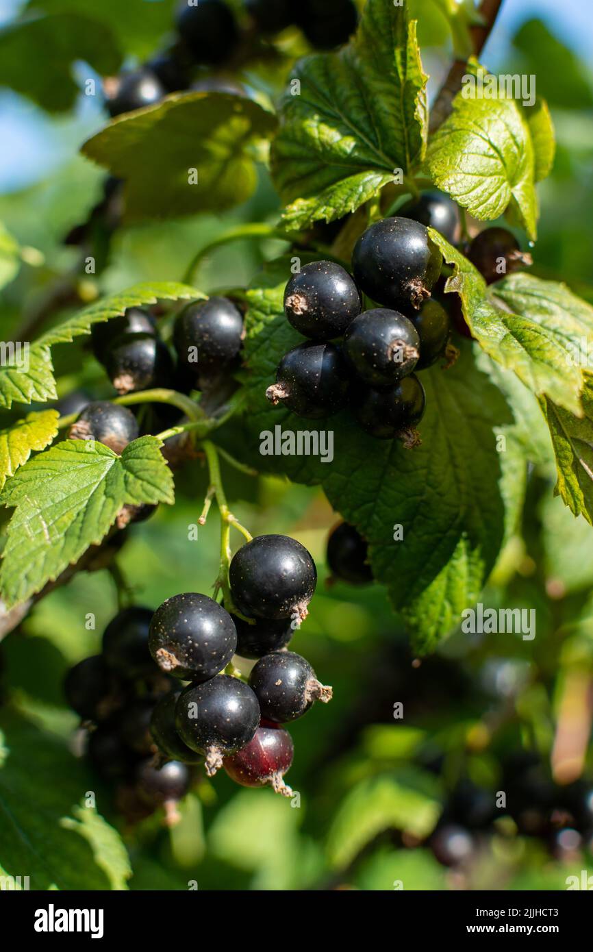 Ramo di ribes nero con molti frutti di bosco maturi Foto Stock