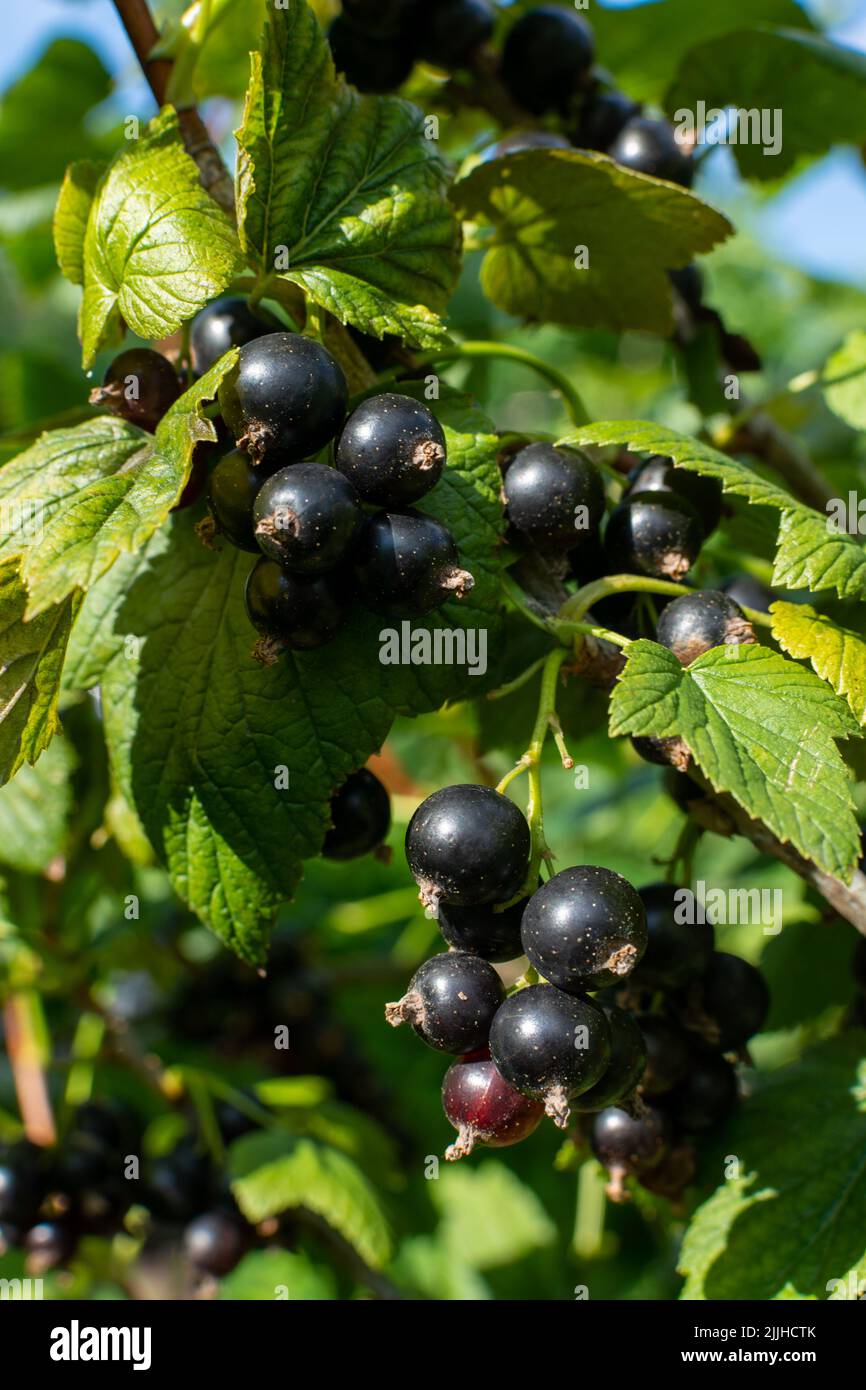 Ramo di ribes nero con molti frutti di bosco maturi Foto Stock