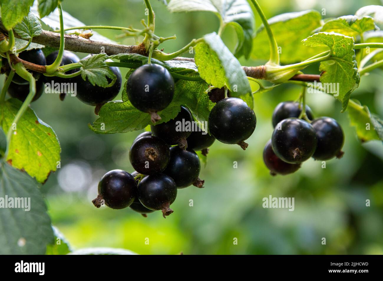 Ramo di ribes nero con molti frutti di bosco maturi Foto Stock