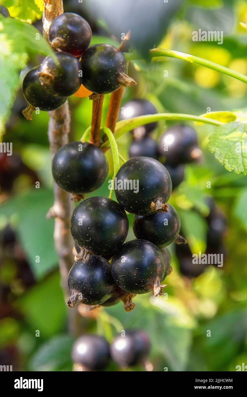 Ramo di ribes nero con molti frutti di bosco maturi Foto Stock