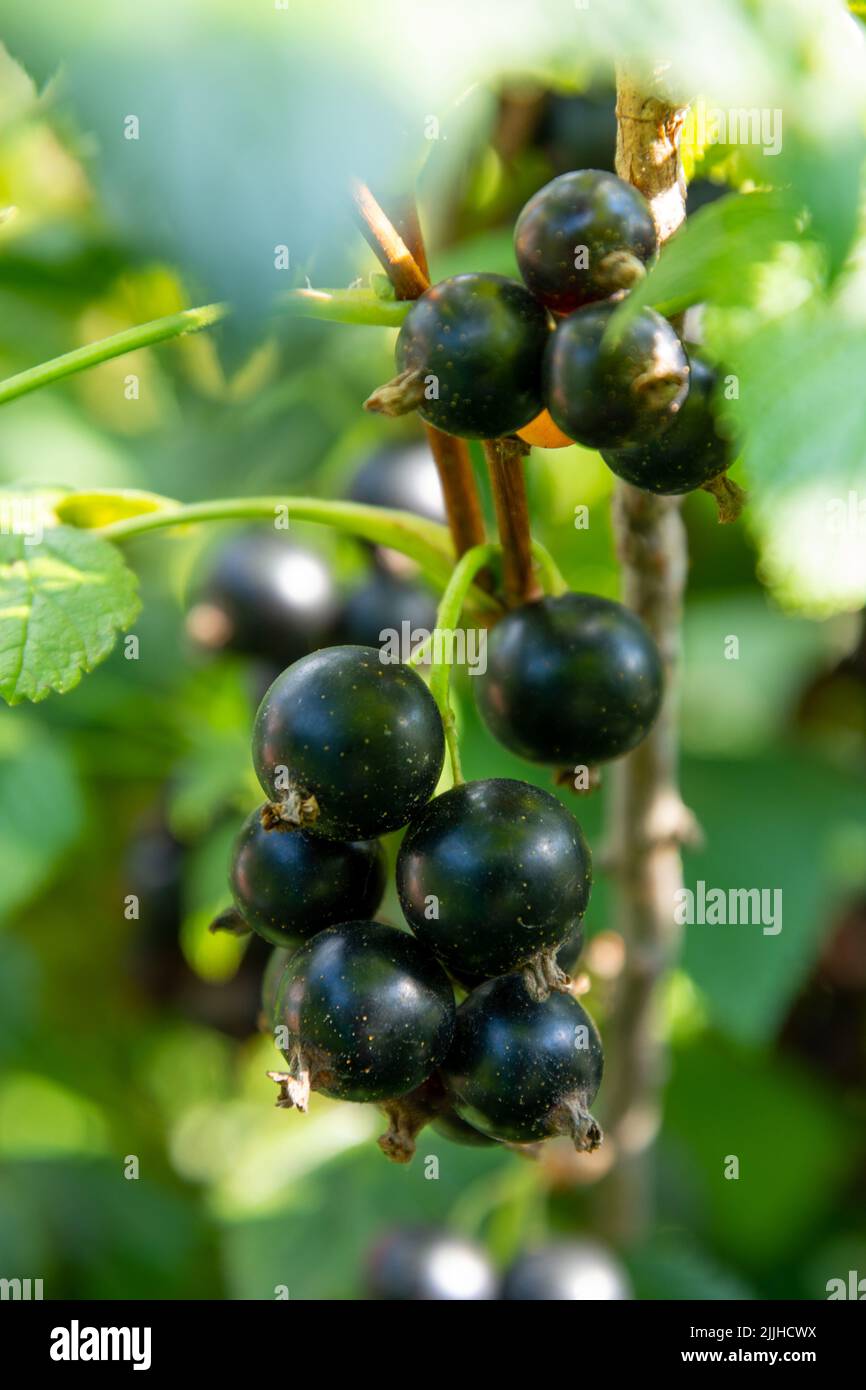 Ramo di ribes nero con molti frutti di bosco maturi Foto Stock