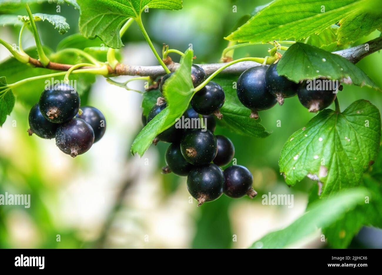 Ramo di ribes nero con molti frutti di bosco maturi Foto Stock