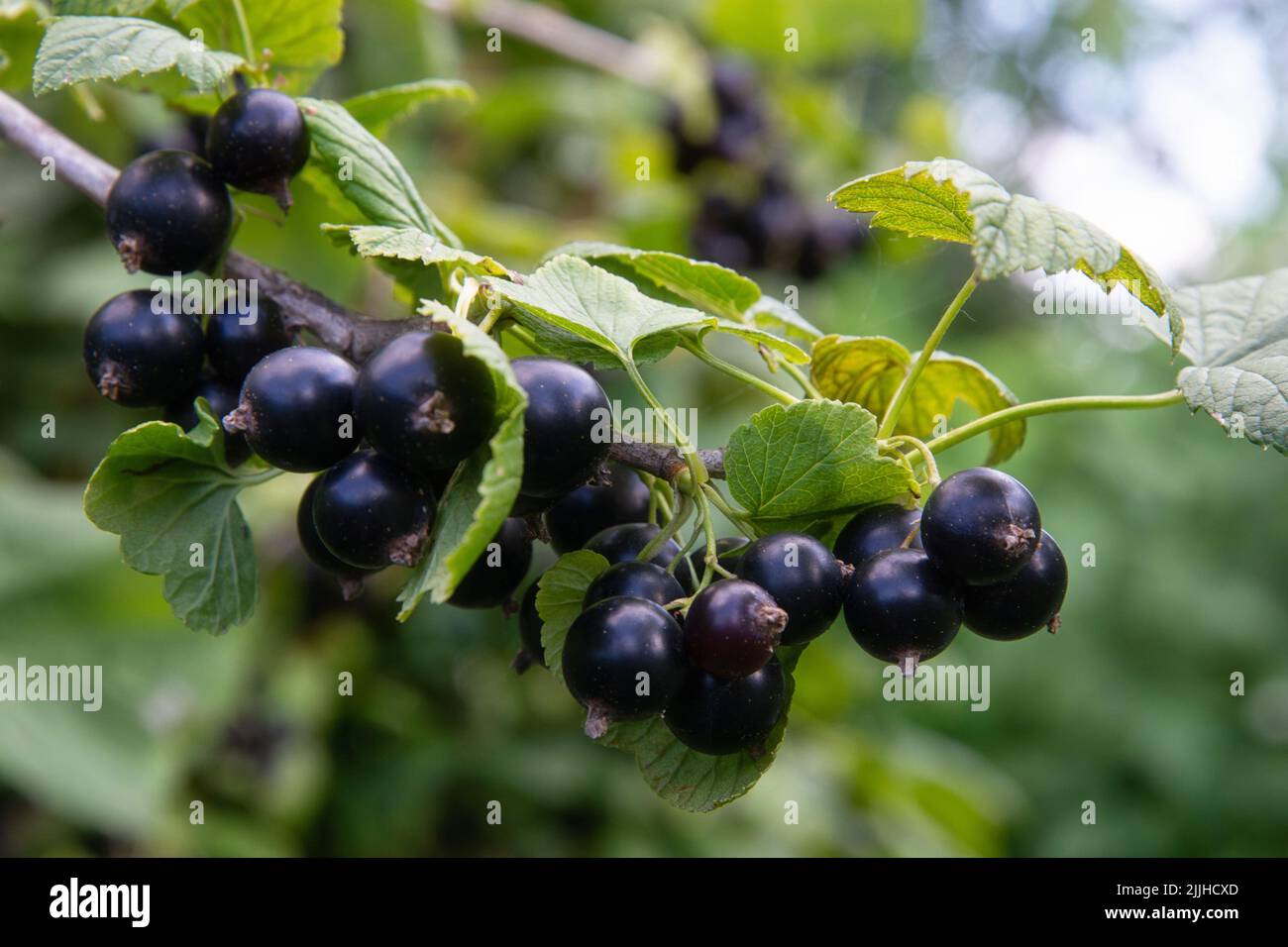Ramo di ribes nero con molti frutti di bosco maturi Foto Stock
