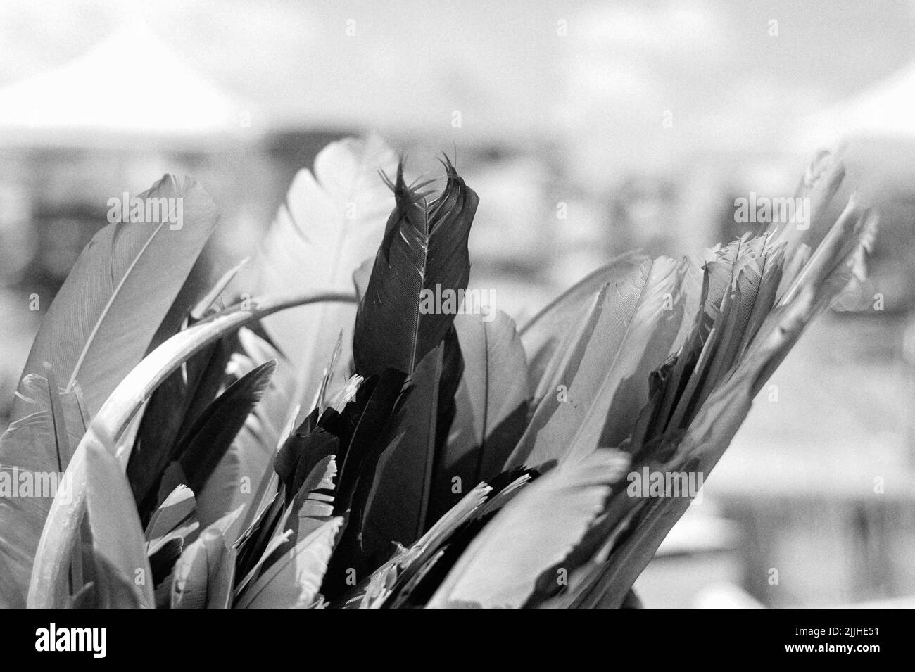 Una collezione di piume d'uccello in un cestino presso una pulce marcata su Kimball Farms Haverhill, Massachusetts USA. Immagine acquisita su fil bianco e nero analogico Foto Stock