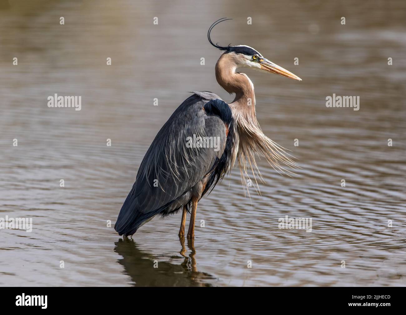 Mentre guadi in acque poco profonde, un Great Blue Heron cattura una brezza da dietro che solleva le sue piume di testa e le piume di petto. Foto Stock