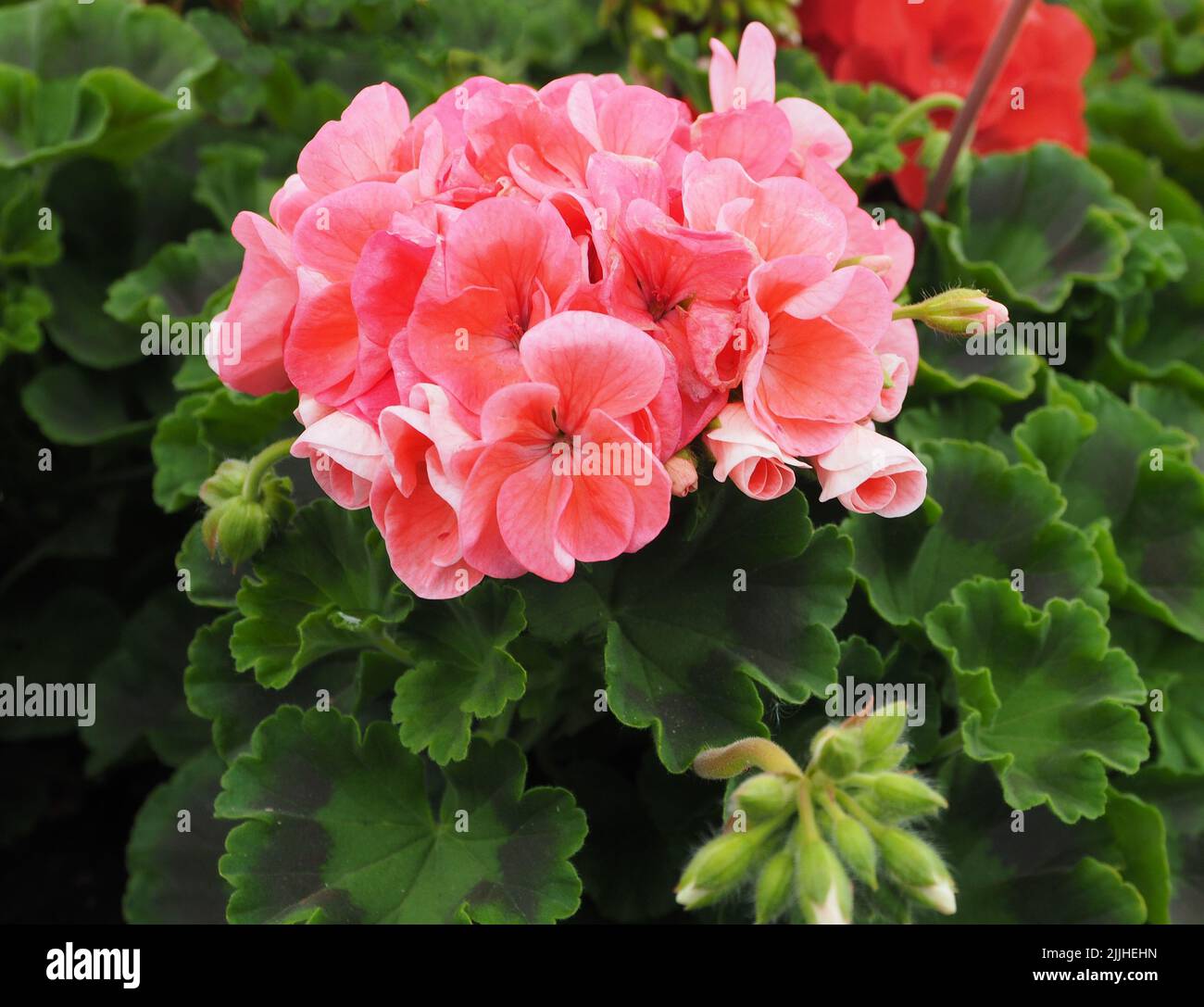 Testa di fiore di un pelargonium peltatum rosa zonale con fogliame e grappolo di germogli. Foto Stock