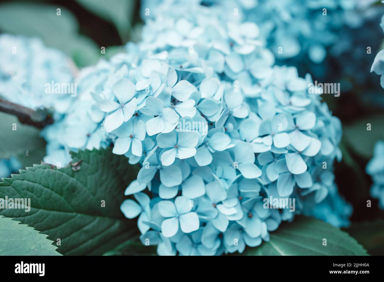 Macro foto di hydrangea fiore. Dettagli dei petali blu. Bella texture blu colorata di fiori. Ortangea Foto Stock