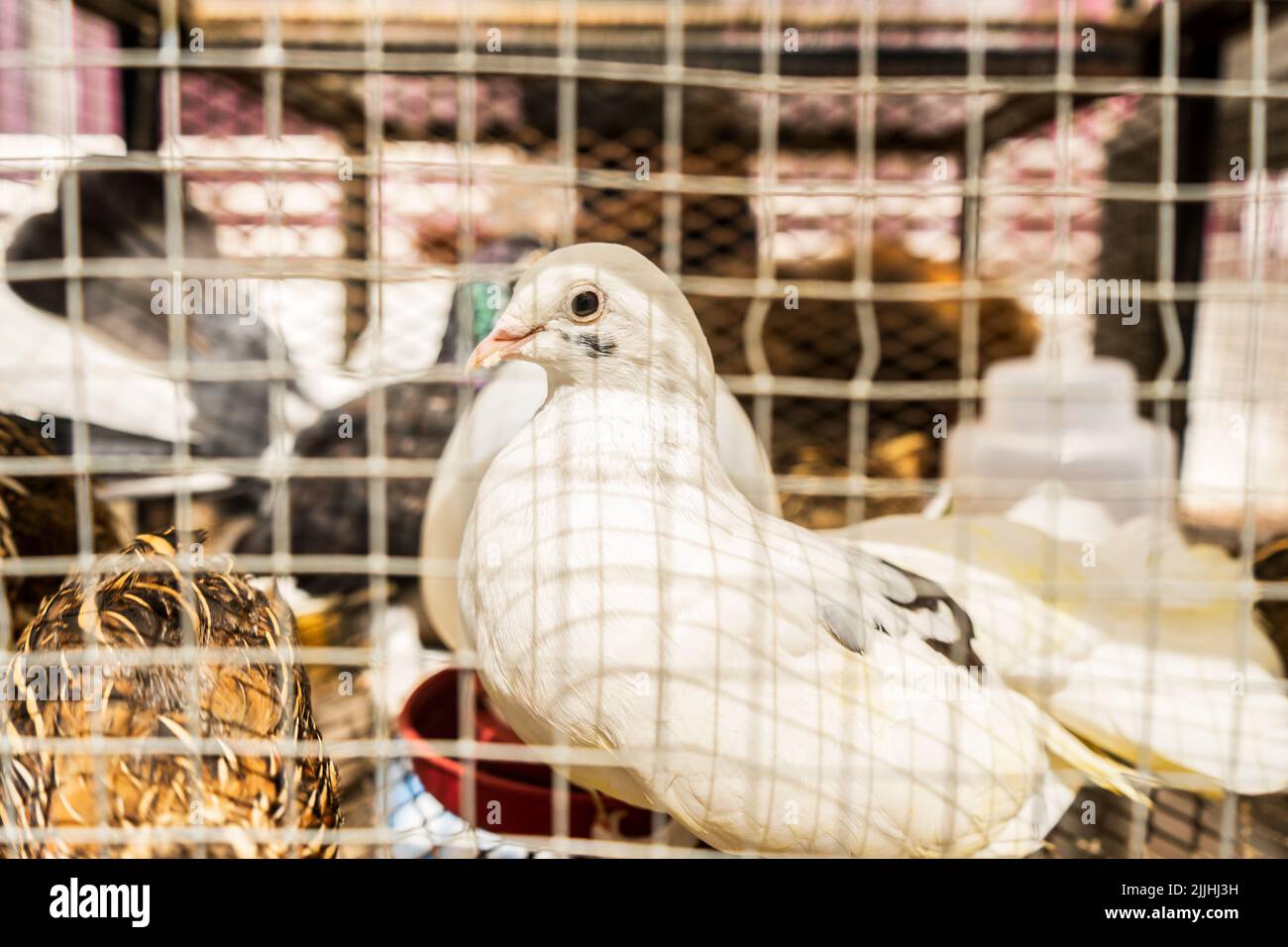 Uccelli esotici allevati in cattività all'interno di una gabbia di metallo Foto Stock