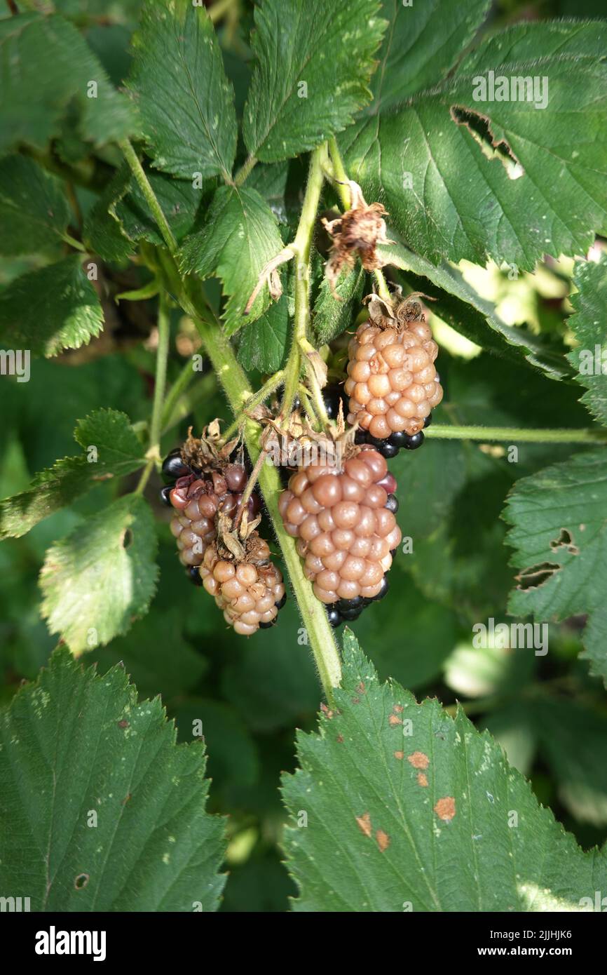 Sonnenbrand an den Früchten einer Brombeere (Rubus) Foto Stock