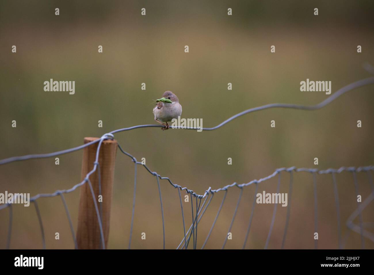 Comune whitegola (Sylvia communis) con un insetto Foto Stock