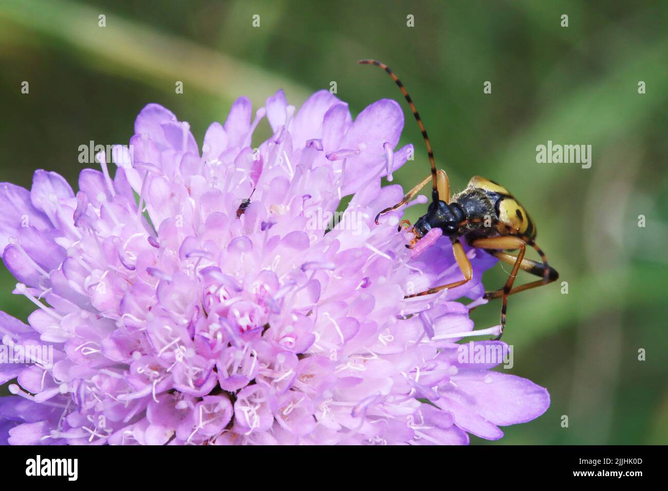 Gefleckter Schmalbock (Rutpela maculata, SYN.: Strangalia maculata, Leptura maculata) auf einer Acker-Witwenblume (Knautia arvensis; SYN. Scabiosa Arv Foto Stock