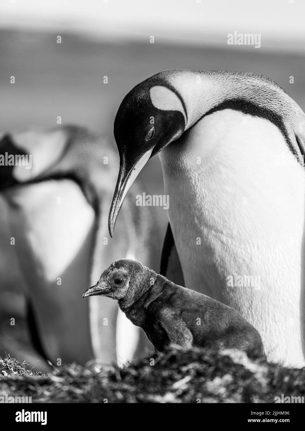 Il pinguino reale (Aptenodytes patagonicus) è la seconda specie più grande di pinguino e si riproduce in diverse località delle isole Falkland Foto Stock