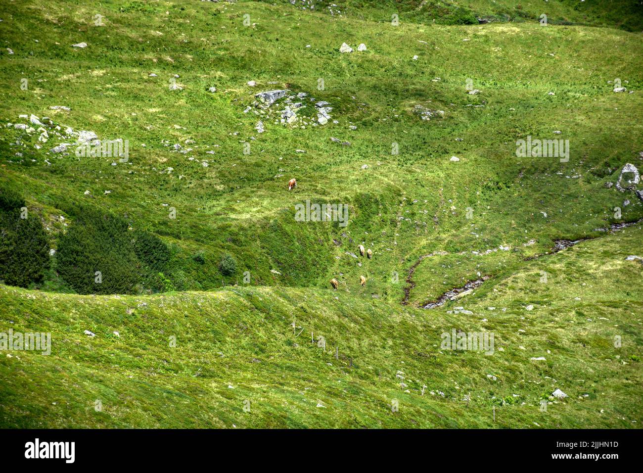 Alm, Almwiese, Hohe Tauern, Hütte, Stall, Wiese, Grün, saftig, Sommer, Herbst, Tauern, Nationalpark, Schwarzkopf, Großglockner, Glocknergruppe, Hokal Foto Stock