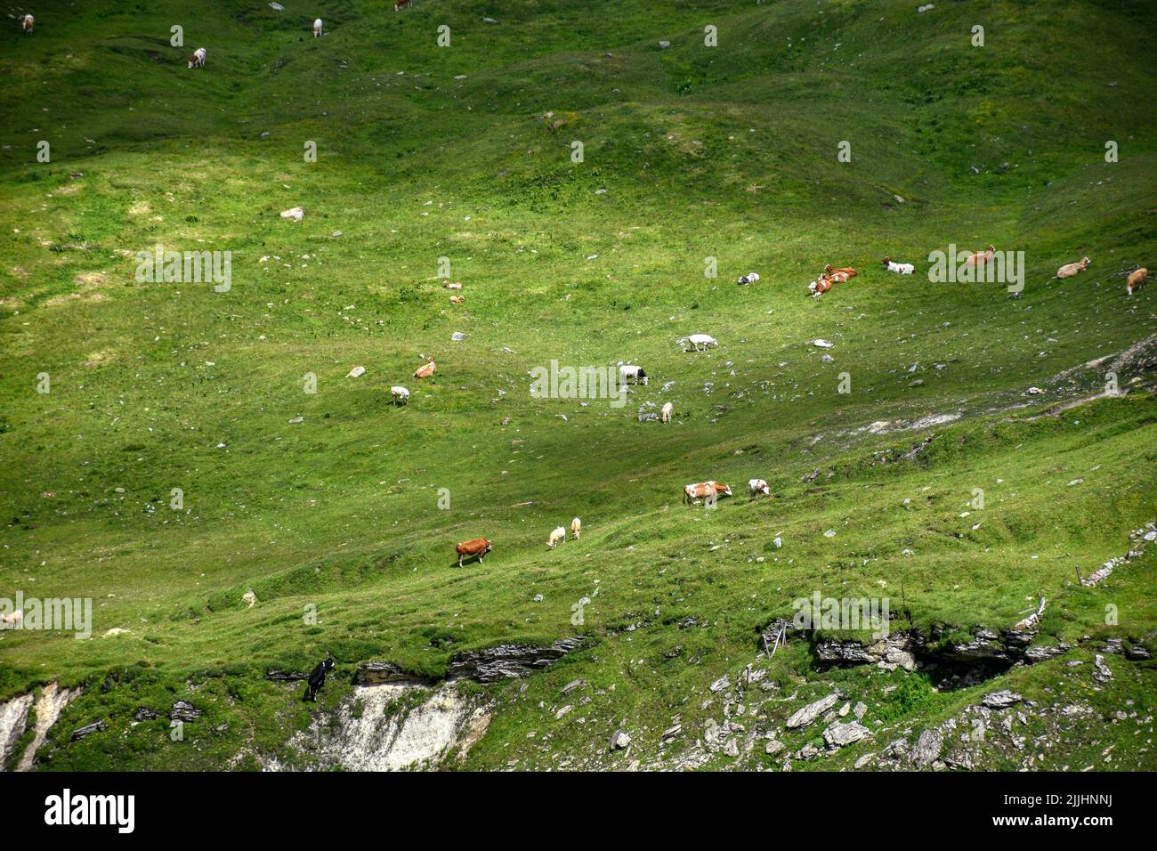 Alm, Almwiese, Hohe Tauern, Hütte, Stall, Wiese, Grün, saftig, Sommer, Herbst, Tauern, Nationalpark, Schwarzkopf, Großglockner, Glocknergruppe, Hokal Foto Stock