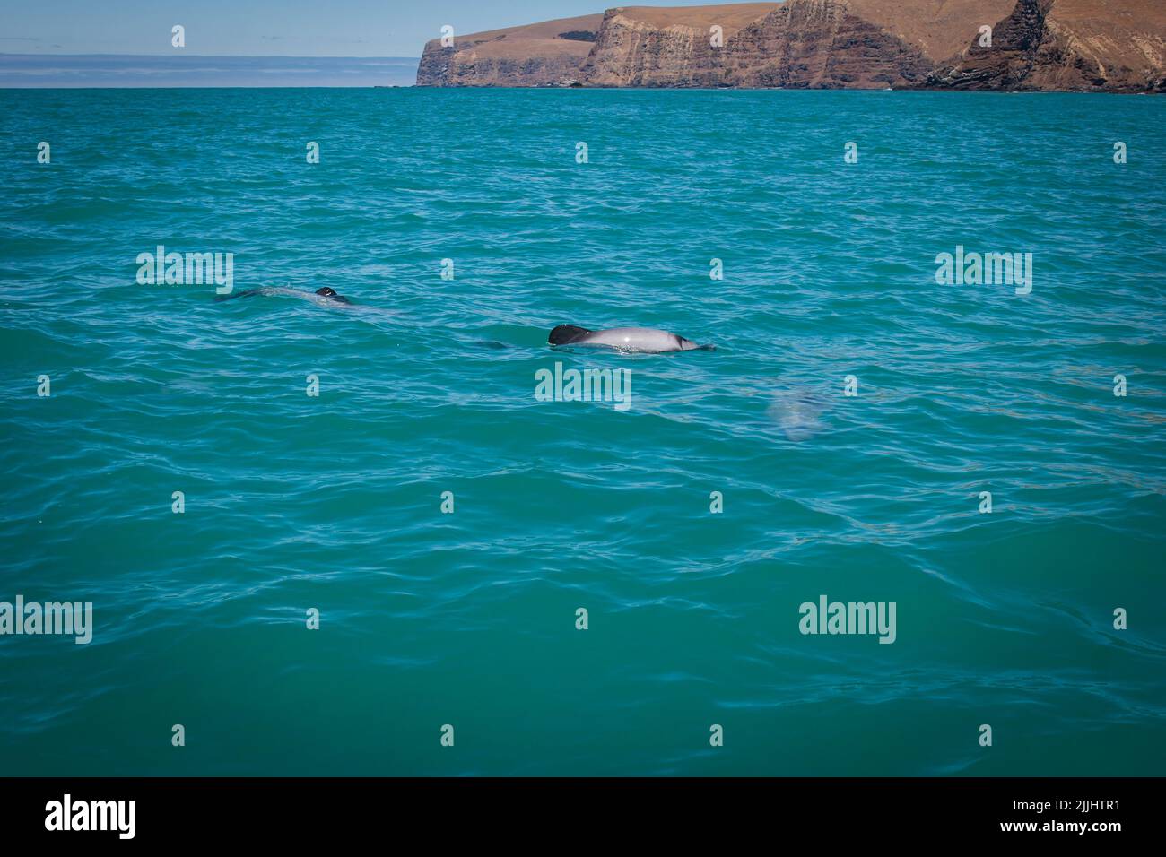 Uno sguardo alla vita in Nuova Zelanda. Hector's Dolphins: La più piccola specie di delfini al mondo. (Cefalorhynchus hectori). Piccole creature amichevoli. Foto Stock