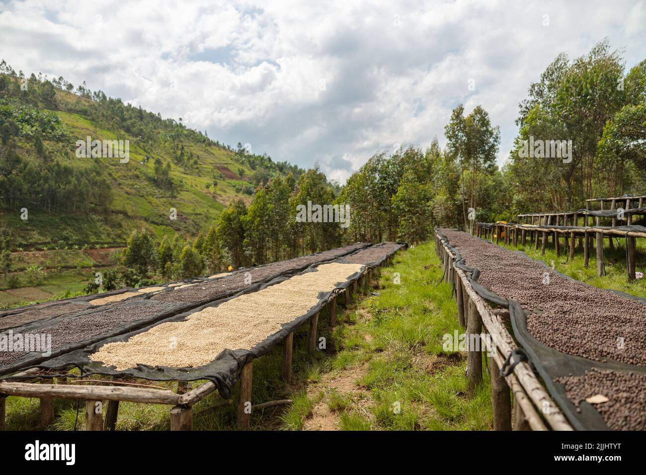 Tavole lunghe per asciugare chicchi di caffè su una collina in Africa Foto Stock