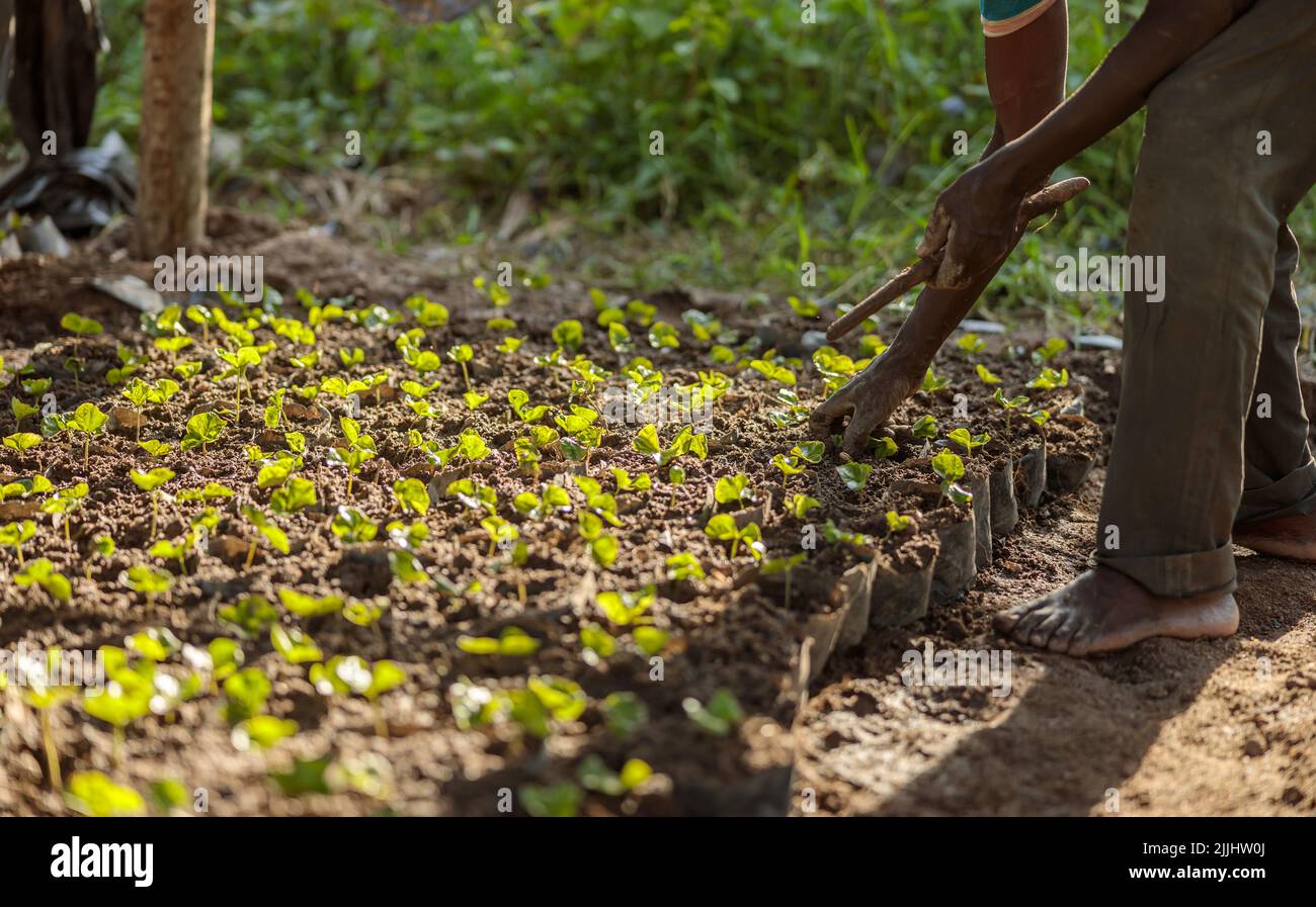Germoglio di caffè che cresce dalla piantina in vivai vegetali in Africa Foto Stock