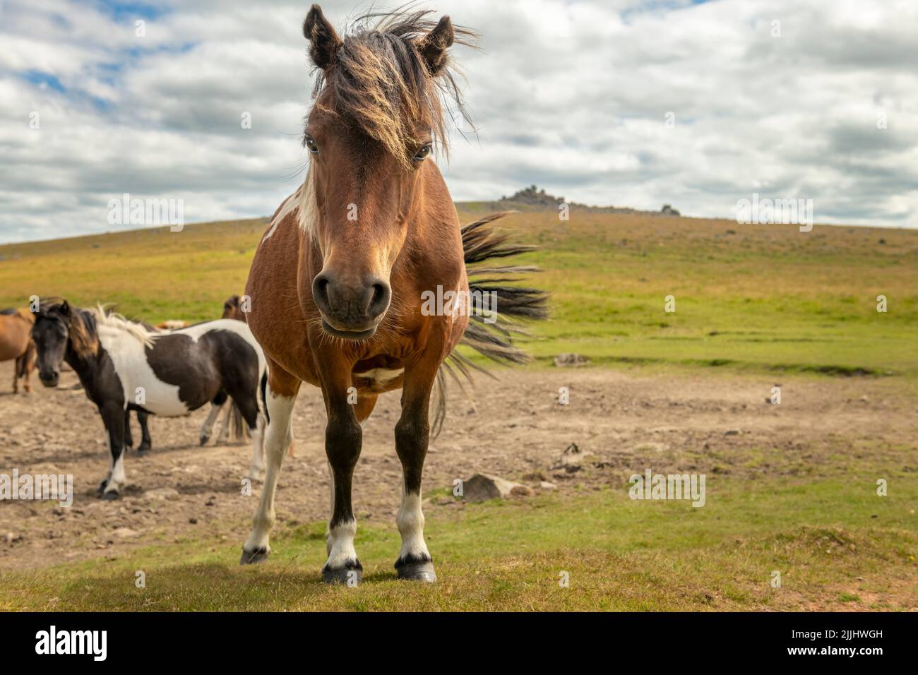 Il pony di Dartmoor è una razza originaria delle isole britanniche. Si possono trovare in roaming tra le brughiere del Parco Nazionale di Dartmoor nel Devon. Foto Stock