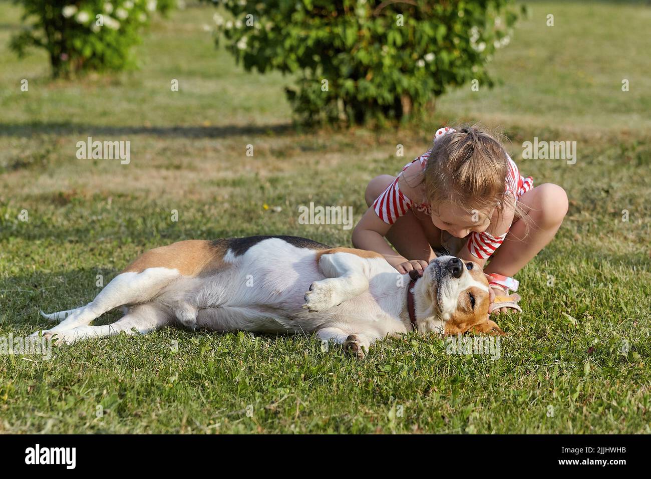 piccola ragazza bianca sta giocando con un cane beagle. foto sparare in estate sulla strada Foto Stock