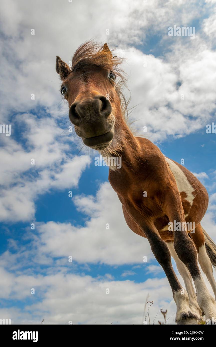 Il pony di Dartmoor è una razza originaria delle isole britanniche. Si possono trovare in roaming tra le brughiere del Parco Nazionale di Dartmoor nel Devon. Foto Stock