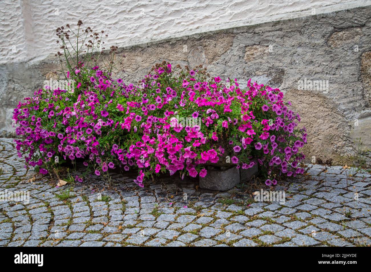 Fiori estivi rosa a Weitra/Waldviertel, la più antica città birraria dell'Austria Foto Stock