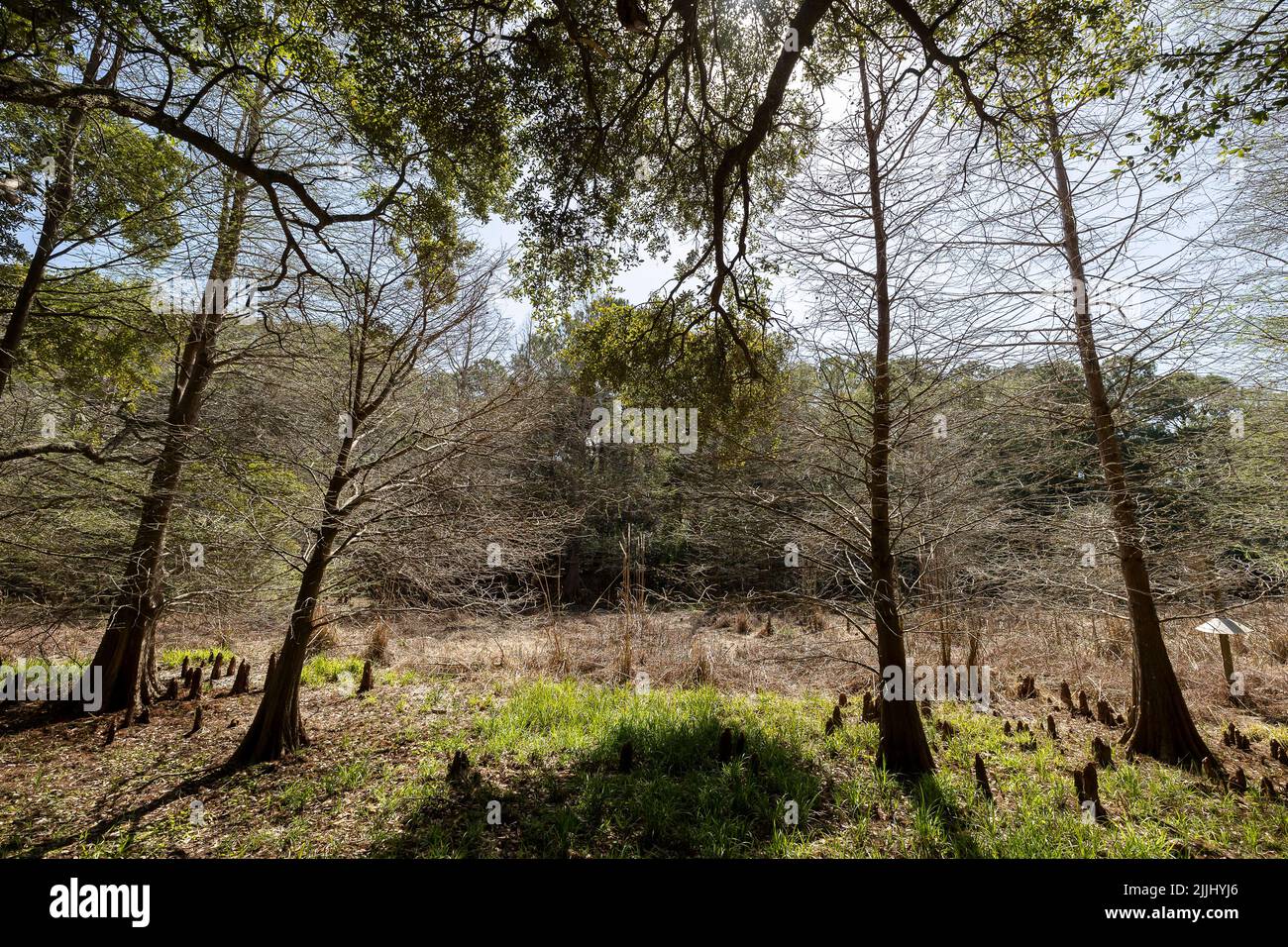 Palude di Cypress sull'isola di Dewees, S.C. Foto Stock