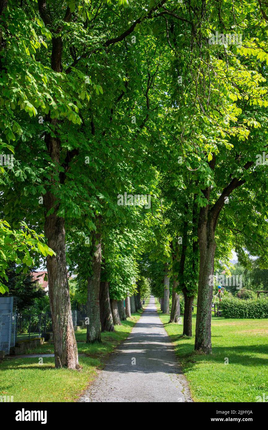 Kastanienallee di Weitra/Waldviertel, la più antica città birraria dell'Austria Foto Stock
