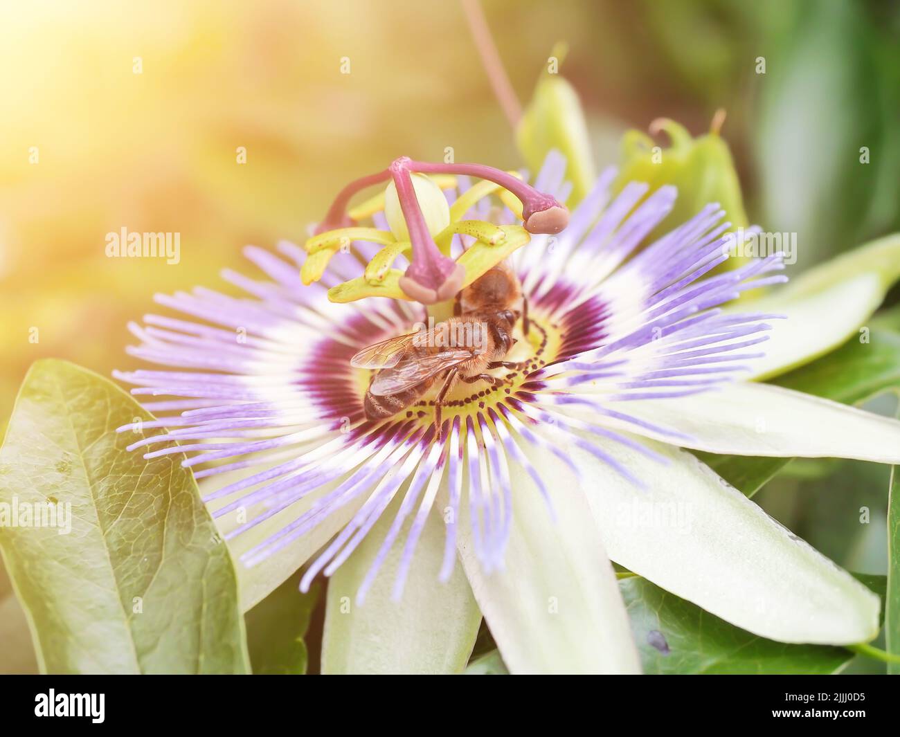 Api raccogliere nettare da fiore. Vita di insetto nel selvaggio. Produzione stagionale di miele. Foto da primo piano. Cartolina estiva Foto Stock
