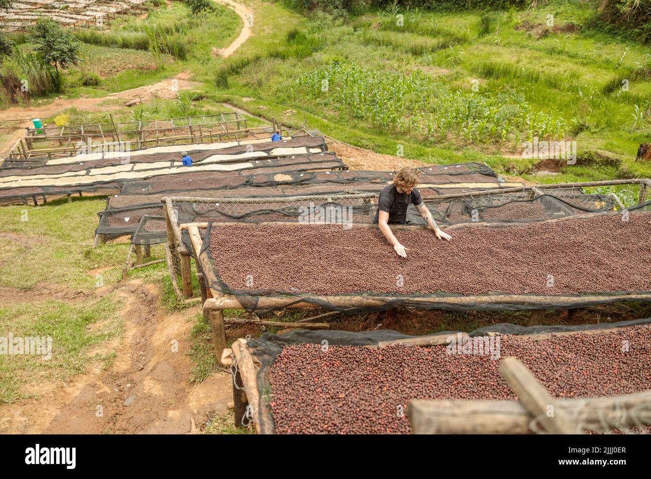 Uomo in piedi su una piantagione di caffè, trattamento anaerobico prima della tostatura Foto Stock