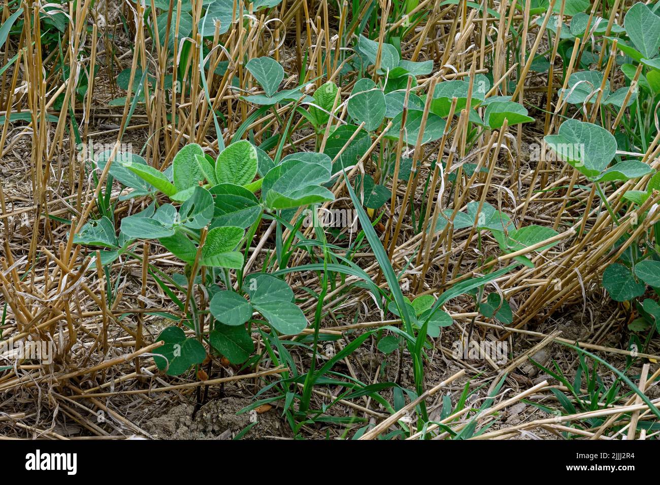 Piantine di soia che emergono in un campo di stoppia di grano raccolto. Questo è noto come doppio taglio di diversi raccolti nella stessa area Foto Stock