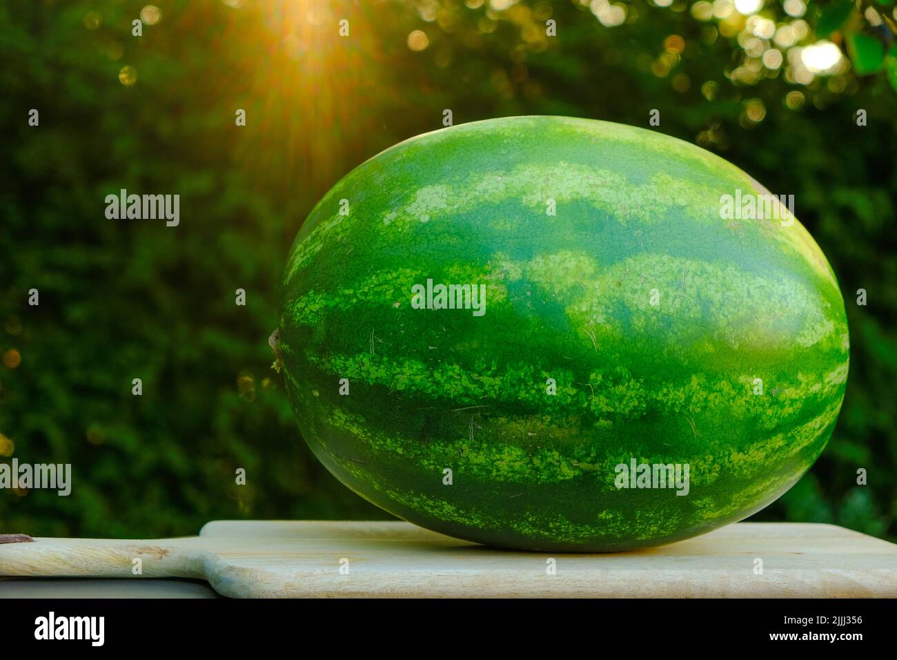Raccolta di cocomeri. Melone verde su un asse di legno in un giardino estivo ai raggi del sole.appetitoso frutta estiva.sano dessert estivo Foto Stock
