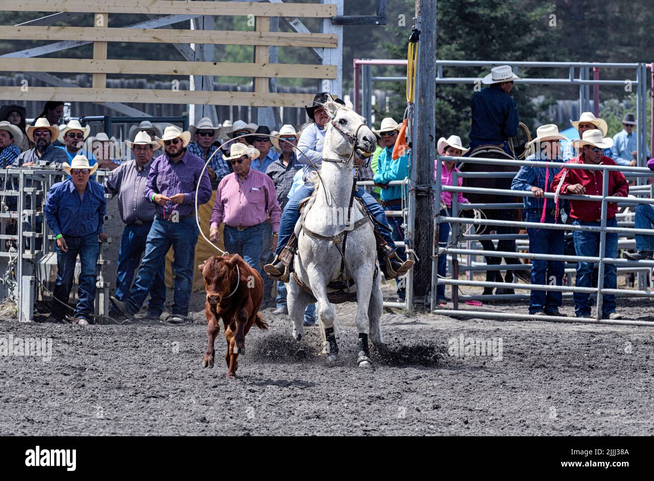 Evento di roping per polpacci al Tsuut'ina Annual Rodeo & Powwow. Alberta Canada Foto Stock