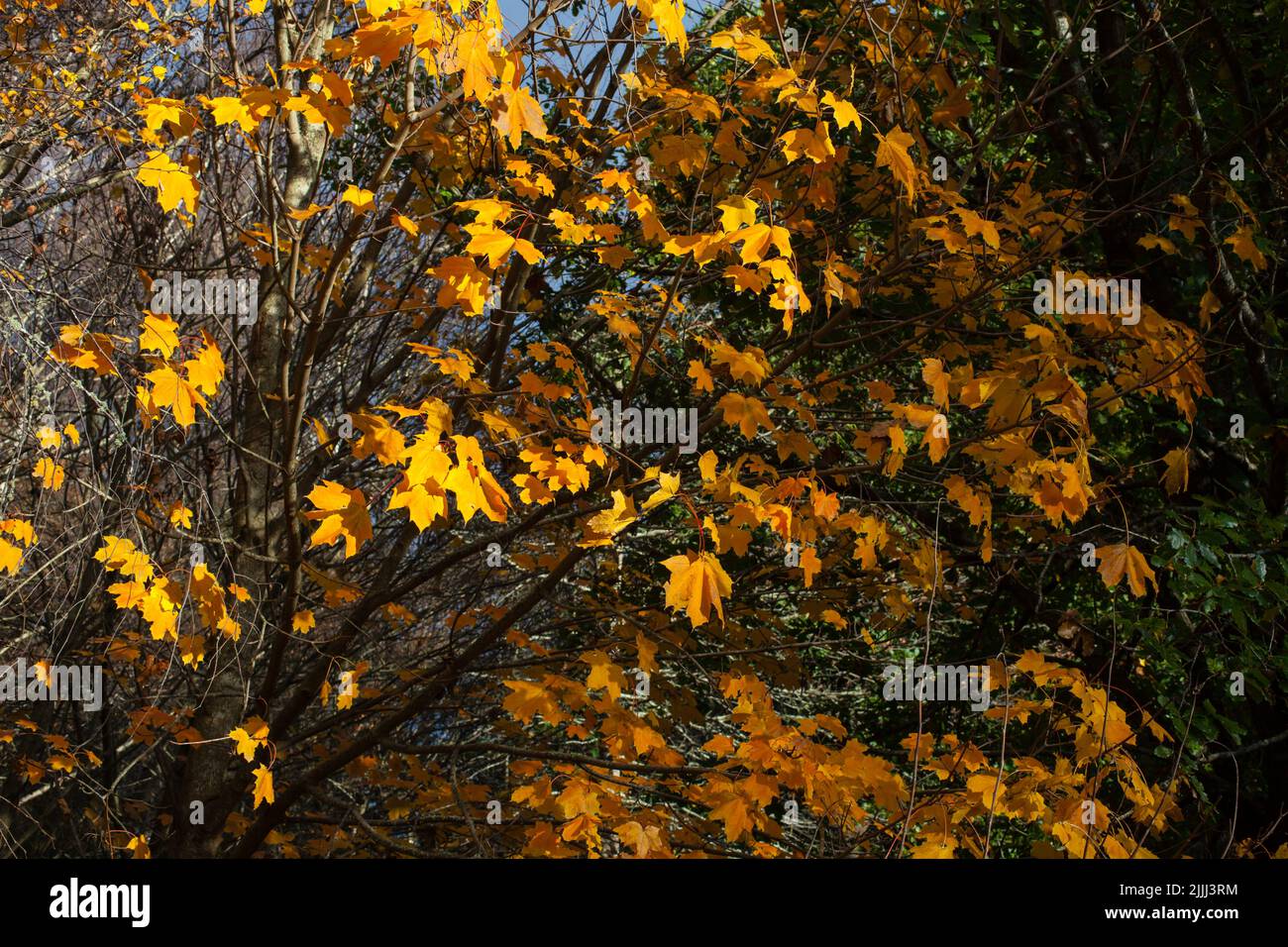 Uno sguardo alla vita in Nuova Zelanda: Una passeggiata nei boschi in autunno. Colori meravigliosi. Foto Stock