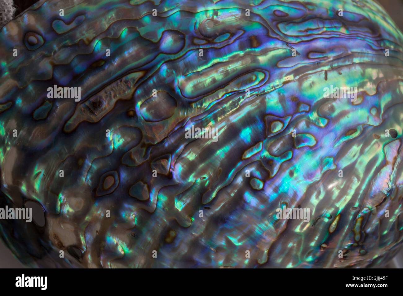 Uno sguardo alla vita in Nuova Zelanda: Conchiglie lucidate di Abalone (aka Paua): Una delizia culinaria. Paua piede nero (Haliotis iris; famiglia Haliotidae). Foto Stock