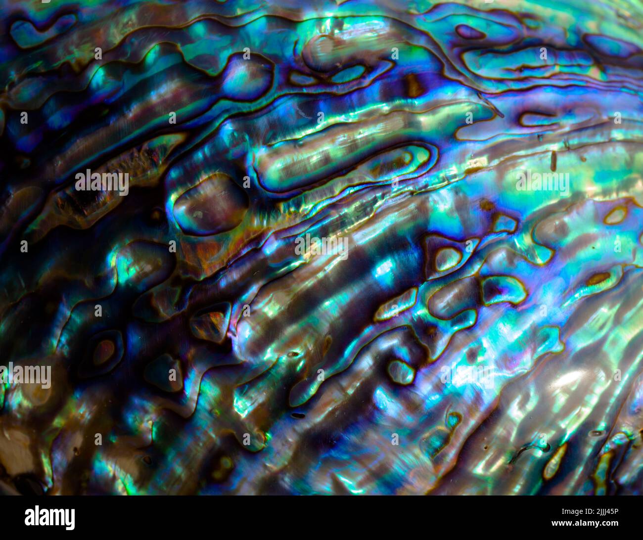 Uno sguardo alla vita in Nuova Zelanda: Conchiglie lucidate di Abalone (aka Paua): Una delizia culinaria. Paua piede nero (Haliotis iris; famiglia Haliotidae). Foto Stock