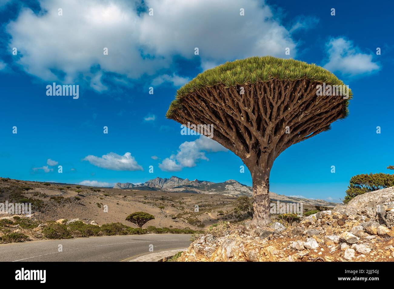 Alberi di drago sull'isola di Socotra, Yemen Foto Stock