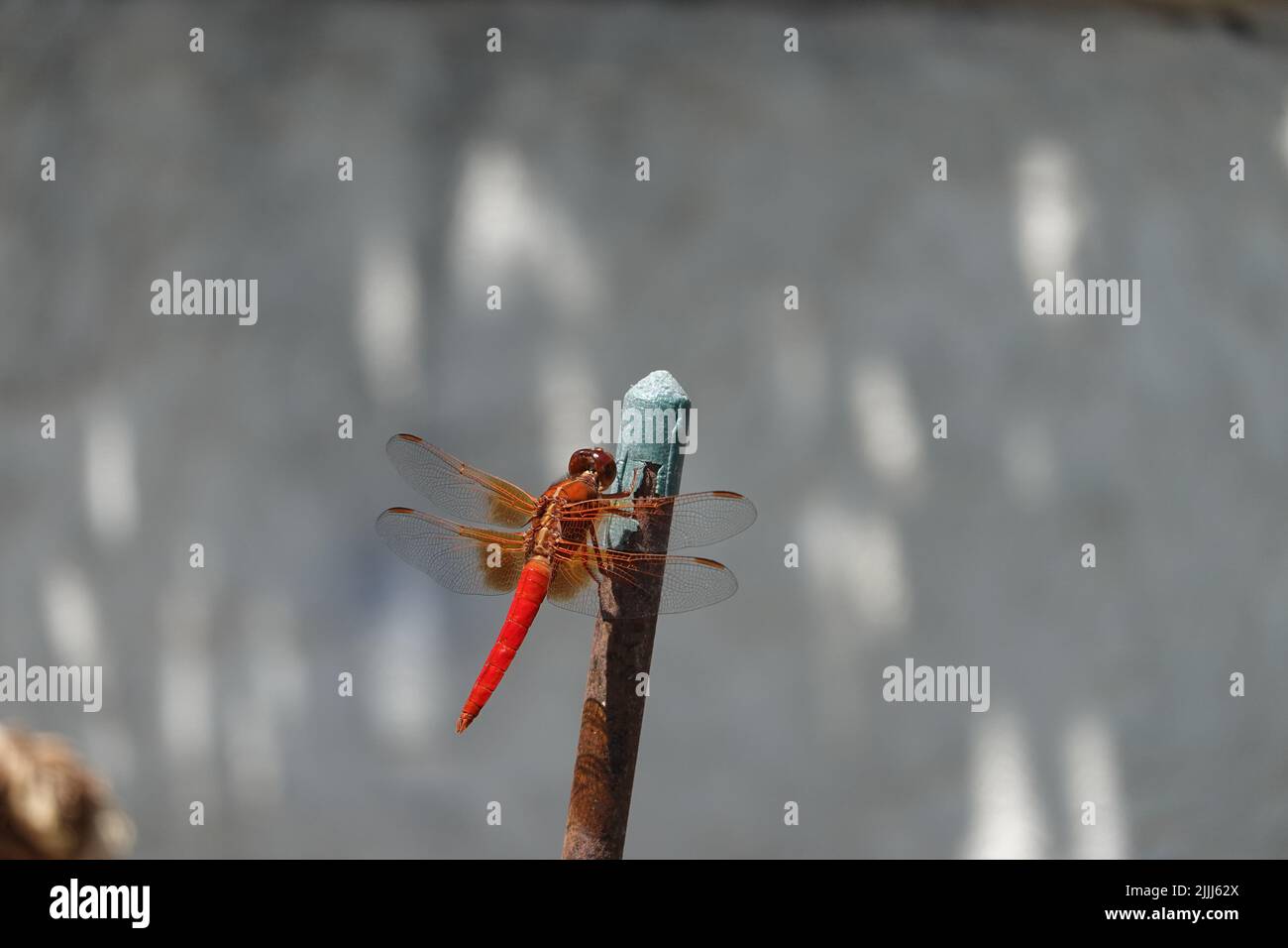 Red Dragonfly Neon Skimmer Libellula croceipennis. Casa giardino California del Sud . Foto Stock